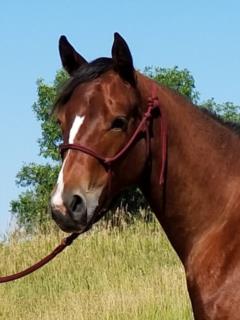 Yearling 2019